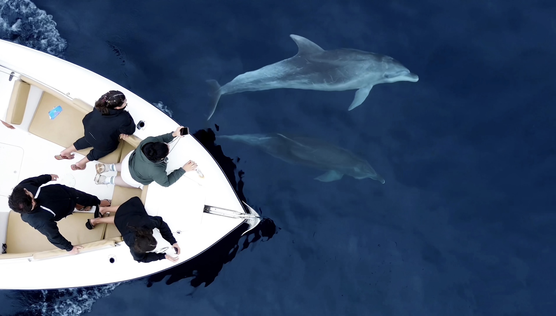 Vista aérea da proa da embarcação com dois golfinhos nadando ao lado