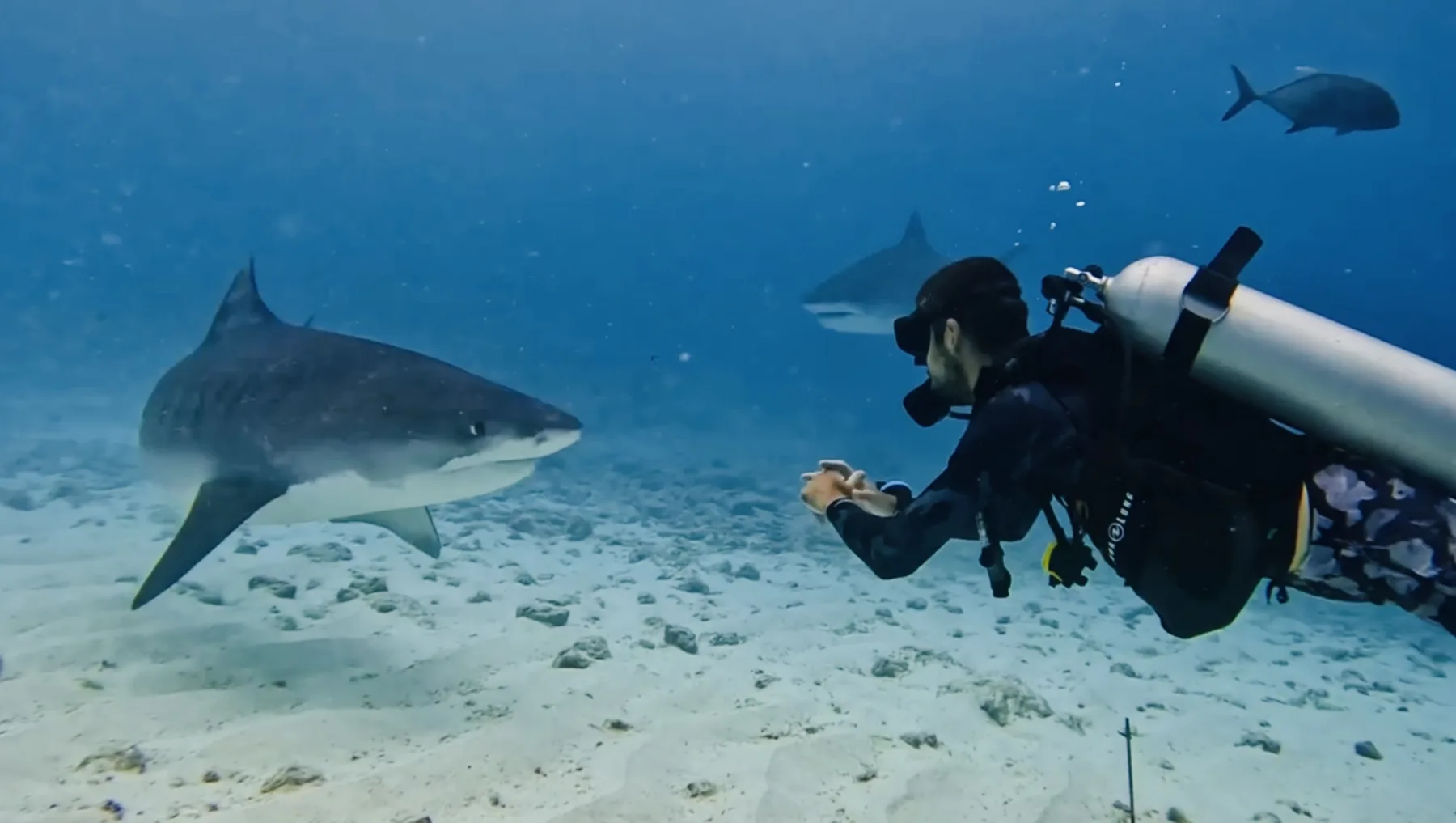 Daniel Munhoz frente a frente com um tubarão-tigre em Fuvahmulah